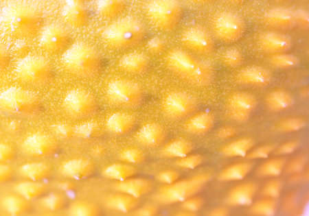 closeup of gac fruit peel as background.