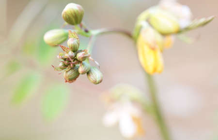 white flowers isolated on white. eustomaの写真素材
