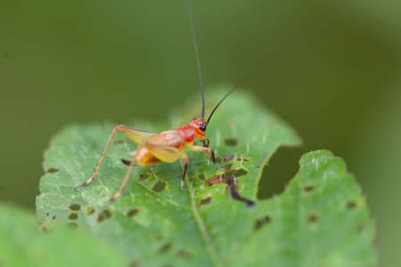 Cricket on green leaf
