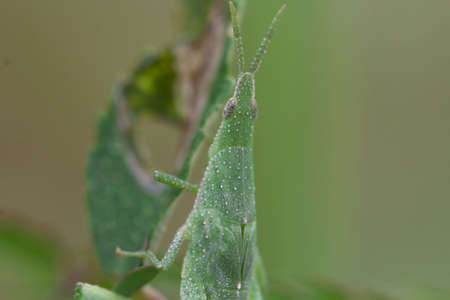 Grasshopper perching on a leaf