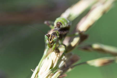 Female European Mantis or Praying Mantis, Mantis religiosa, on leaf