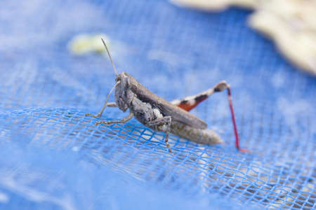 Macro view of a large green grasshopper's faceの写真素材