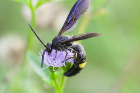 wasp on White flower