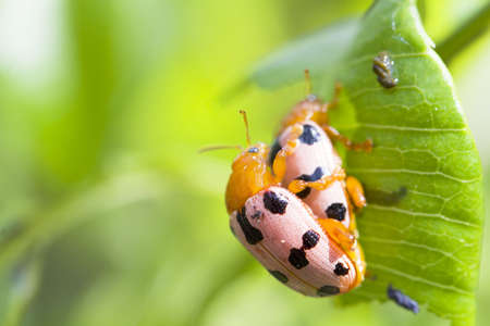 insects, insect, bugの写真素材