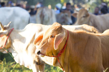 Cow Farm. Close Up Of Cows Head Grazing At Fieldの写真素材