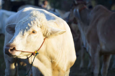 Cow Farm. Close Up Of Cows Head Grazing At Fieldの写真素材