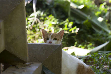yellow stripes cat