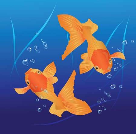 Double goldfish, swimming, bubbles, blue backgroundのイラスト素材