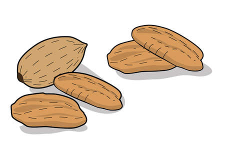 Pecan nut. Isolated nut on white background. Vector illustrationのイラスト素材