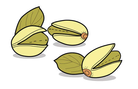 Pistachio.Isolated nut on white background. Vector illustrationのイラスト素材