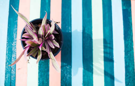 Flower pot on colorful wooden table, top viewの写真素材