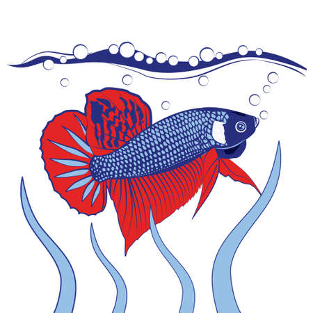 Siamese Fighting Fish, streaks, swimming, bubbles, algae, on a white backgroundのイラスト素材