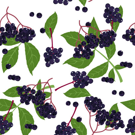 A seamless pattern of Elderberry. vector illustration.のイラスト素材