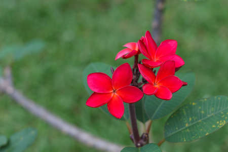 Plumeria flower on red and blur backgroundの写真素材