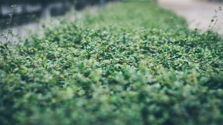 Green leaf background ,thailand,vintage picture styleの写真素材