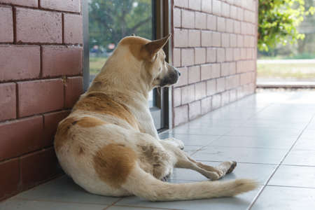 Thai stray dog,in Thailandの写真素材