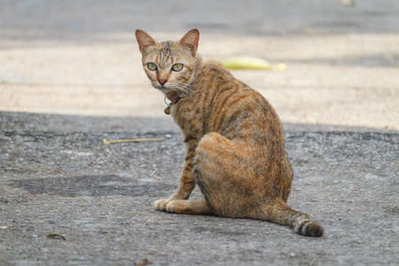 Cute kittenの写真素材