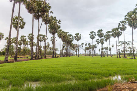 Sugar palm in the green cornfield, many clouds on the blue skyの写真素材