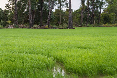 Sugar palm and cornfield