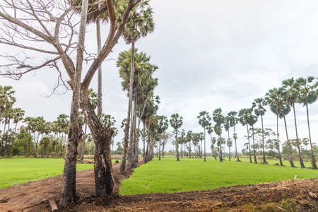 Sugar palm in the green cornfield, many clouds on the blue skyの写真素材