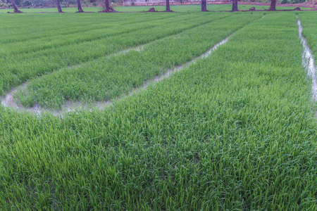 Sugar palm and cornfield