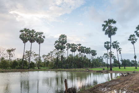Sugar palm in the green cornfield, many clouds on the blue skyの写真素材