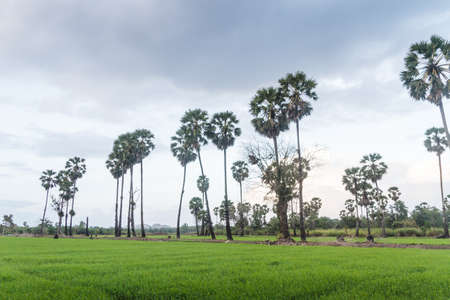 Sugar palm in the green cornfield, many clouds on the blue skyの写真素材