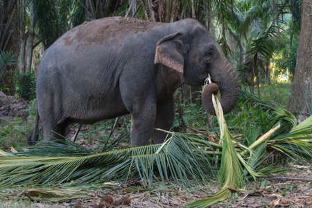 Elephant walk in the forest,in south of Thailandの写真素材