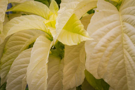 Background comprised of green leavesの写真素材