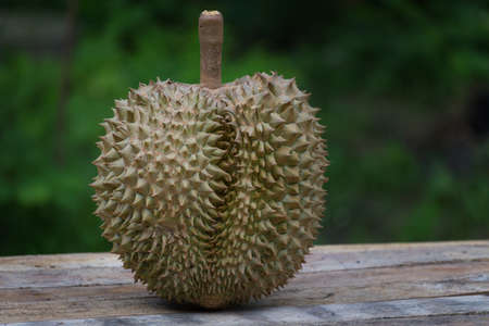 Fresh durian on blur background,Durian is a Popular Tropical Fruit in South East Asia,Thailand