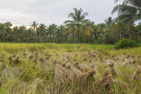 Rice harvest in Surat Thani,south of Thailandの写真素材