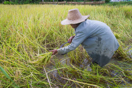 People Asian farmer harvest of the rice field in harvest season,in Thailandの写真素材