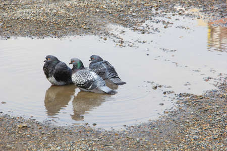 Three pigeon in a puddle of water taking bathroom on the roadの写真素材