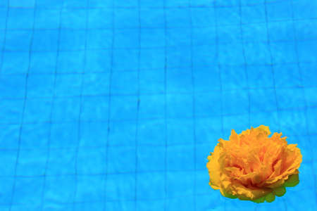 Yellow flower floating in clear blue water