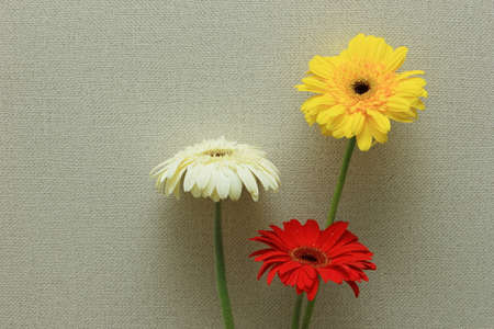 set of Gerbera isolated on wallpaper background