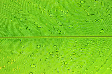 Back leaf texture with shadow of water drops