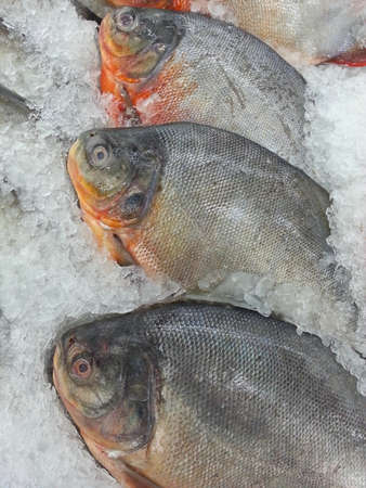 Pacu fish on ice for selling at supermarketの写真素材