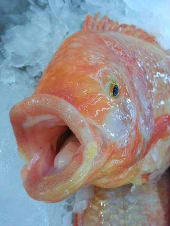 fresh Giant freshwater prawn on ice in wet marketの写真素材