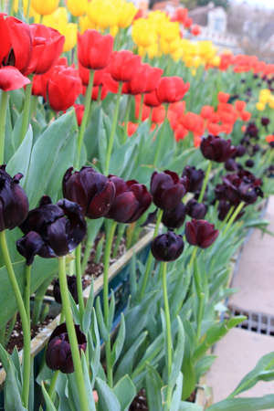 Row of red, purple and yellow tulip flowerの写真素材