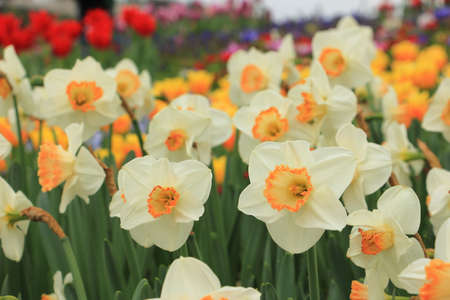 Beautiful white yellow narcise flower in the gardenの写真素材