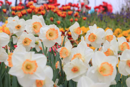 Beautiful white yellow narcise flower in the gardenの写真素材