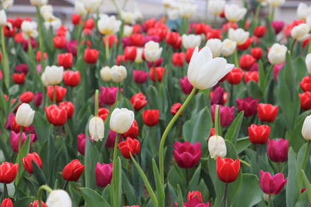 Beautiful white and red tulip flowers in the gardenの写真素材