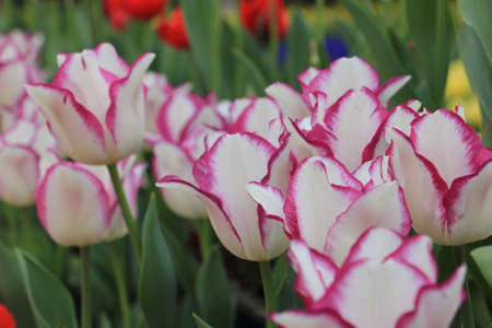 Colorful red & white tulip flower in the parkの写真素材