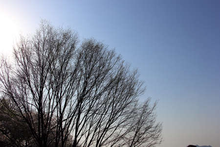 Silhouette die tree branch and blue sky backgroundの写真素材