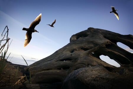 Seagulls flying at the Beach in British Columbiaの写真素材