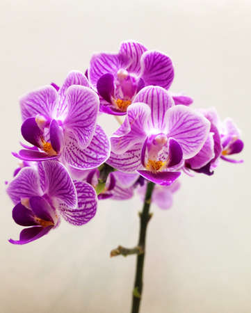 purple orchid on plain backgroundの写真素材
