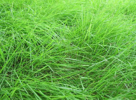 Green grass in garden          の写真素材