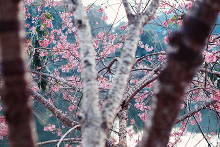 Wide himalayan cheery blossomの写真素材