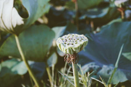 Lotus Pods in pond lotus gardenの写真素材