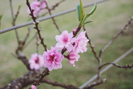 cherry blossom in angkhangstation Chiang Mai thailandの写真素材